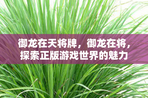 御龙在天将牌,御龙在将,探索正版游戏世界的魅力 御龙在天将牌,御龙在将,探索正版游戏世界的魅力
