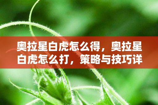 奥拉星白虎怎么得，奥拉星白虎怎么打，策略与技巧详解