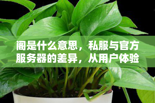 阁是什么意思，私服与官方服务器的差异，从用户体验到游戏生态的探讨