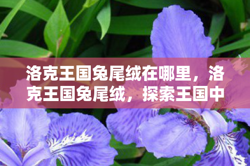 洛克王国兔尾绒在哪里，洛克王国兔尾绒，探索王国中的柔软奇迹