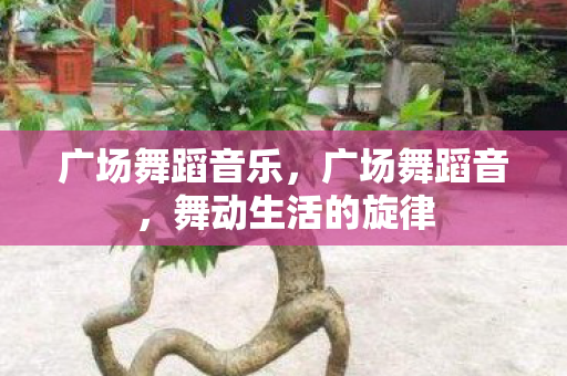 广场舞蹈音乐，广场舞蹈音，舞动生活的旋律