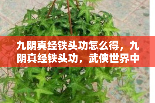 九阴真经铁头功怎么得，九阴真经铁头功，武侠世界中的硬派修炼之道
