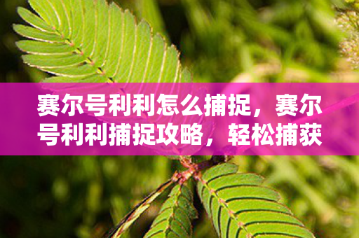 赛尔号利利怎么捕捉，赛尔号利利捕捉攻略，轻松捕获萌宠