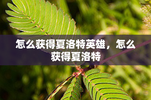 怎么获得夏洛特英雄，怎么获得夏洛特