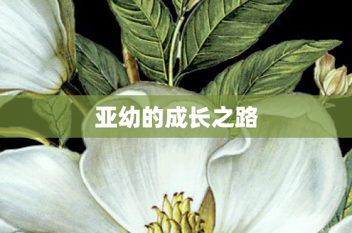 亚幼的成长之路
