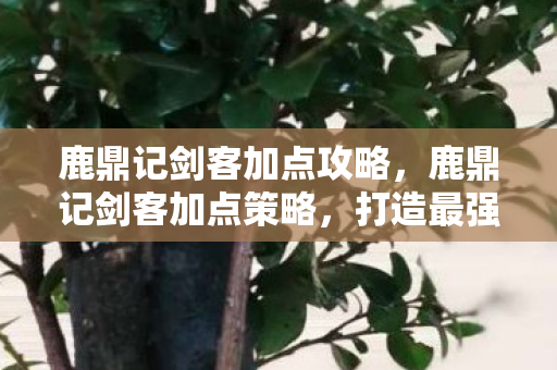 鹿鼎记剑客加点攻略，鹿鼎记剑客加点策略，打造最强剑客