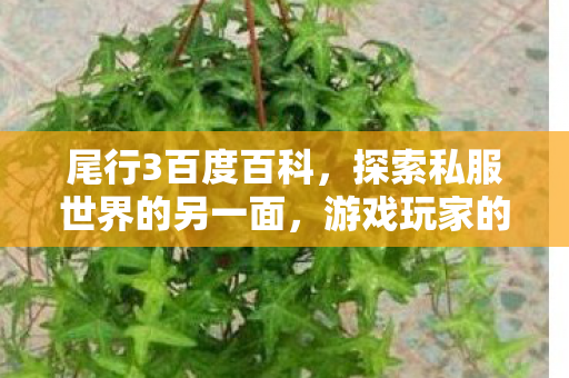 尾行3百度百科，探索私服世界的另一面，游戏玩家的自由与责任