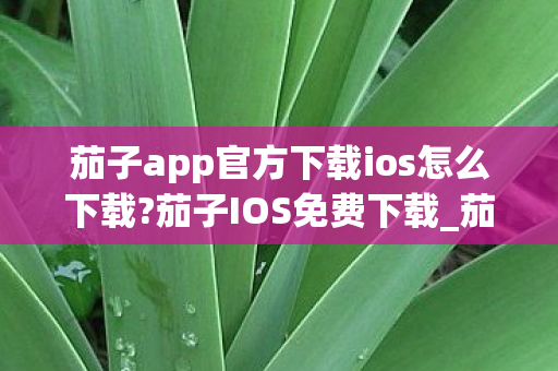 茄子app官方下载ios怎么下载?茄子IOS免费下载_茄子IOS下载安装