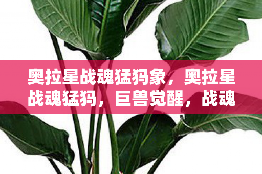 奥拉星战魂猛犸象，奥拉星战魂猛犸，巨兽觉醒，战魂燃烧