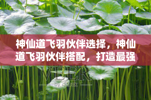 神仙道飞羽伙伴选择，神仙道飞羽伙伴搭配，打造最强战斗阵容