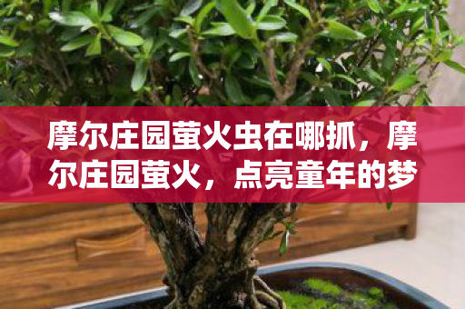 摩尔庄园萤火虫在哪抓，摩尔庄园萤火，点亮童年的梦幻之光
