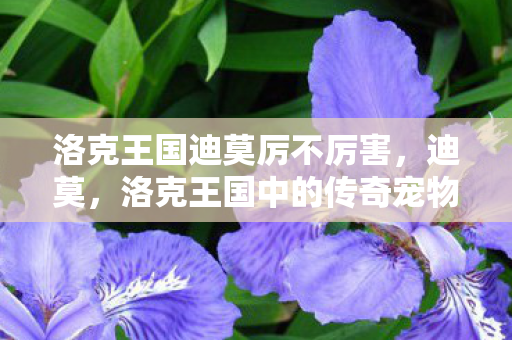 洛克王国迪莫厉不厉害，迪莫，洛克王国中的传奇宠物