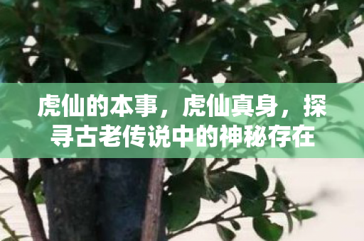虎仙的本事，虎仙真身，探寻古老传说中的神秘存在