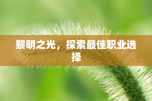 黎明之光，探索最佳职业选择