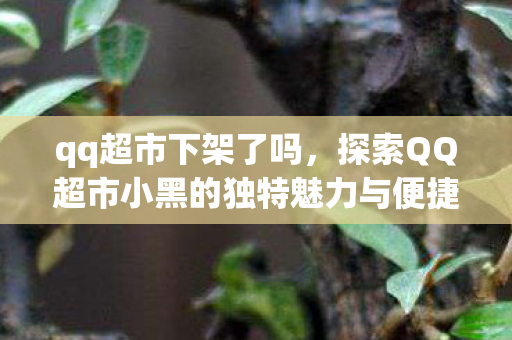 qq超市下架了吗，探索QQ超市小黑的独特魅力与便捷服务