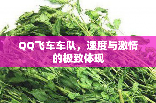 QQ飞车车队，速度与激情的极致体现