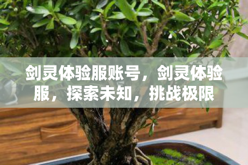 剑灵体验服账号，剑灵体验服，探索未知，挑战极限