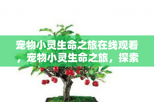 宠物小灵生命之旅在线观看，宠物小灵生命之旅，探索宠物成长与陪伴的奇妙旅程