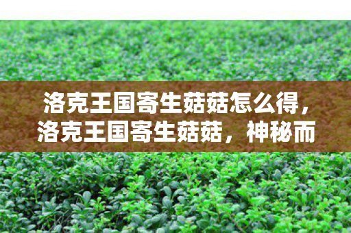 洛克王国寄生菇菇怎么得，洛克王国寄生菇菇，神秘而强大的存在