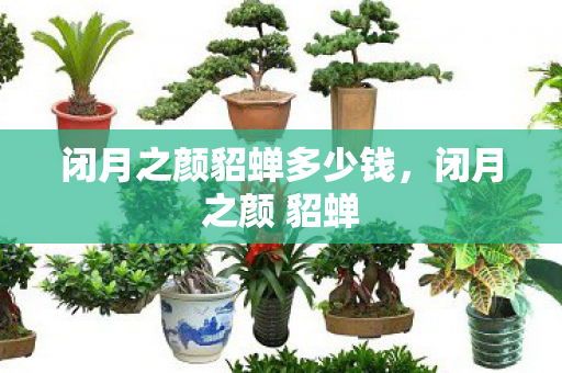 闭月之颜貂蝉多少钱，闭月之颜 貂蝉