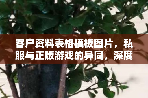 客户资料表格模板图片，私服与正版游戏的异同，深度解析游戏世界的平行宇宙