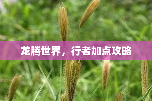 龙腾世界，行者加点攻略