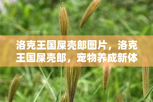 洛克王国屎壳郎图片，洛克王国屎壳郎，宠物养成新体验