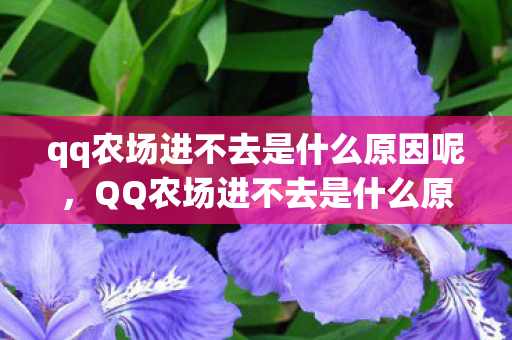 qq农场进不去是什么原因呢，QQ农场进不去是什么原因