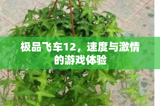 极品飞车12，速度与激情的游戏体验