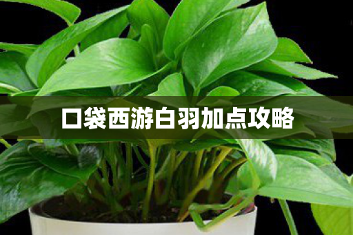 口袋西游白羽加点攻略 口袋西游白羽加点攻略
