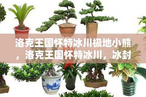 洛克王国怀特冰川极地小熊，洛克王国怀特冰川，冰封世界的奇幻之旅