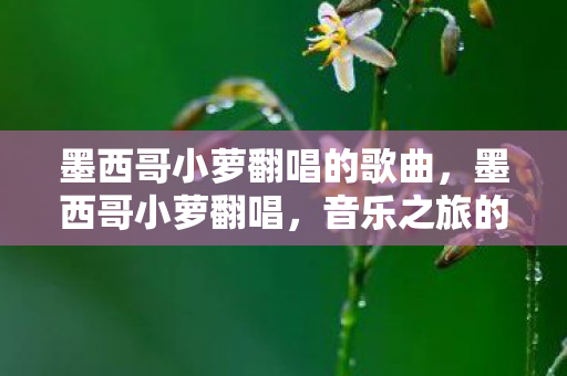 墨西哥小萝翻唱的歌曲，墨西哥小萝翻唱，音乐之旅的奇妙邂逅