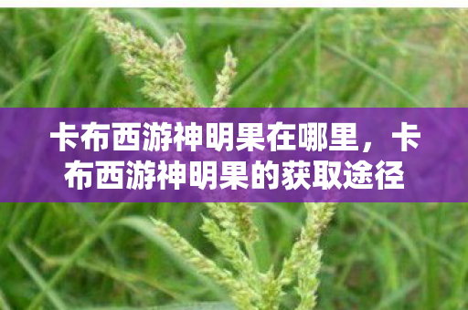 卡布西游神明果在哪里，卡布西游神明果的获取途径