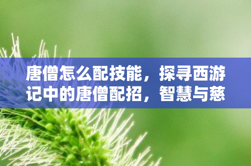 唐僧怎么配技能，探寻西游记中的唐僧配招，智慧与慈悲的完美结合