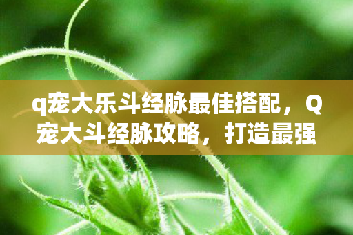 q宠大乐斗经脉最佳搭配，Q宠大斗经脉攻略，打造最强宠物的关键步骤