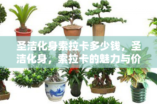 圣洁化身索拉卡多少钱，圣洁化身，索拉卡的魅力与价值