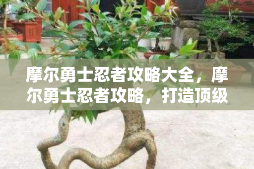 摩尔勇士忍者攻略大全，摩尔勇士忍者攻略，打造顶级忍者的全面指南