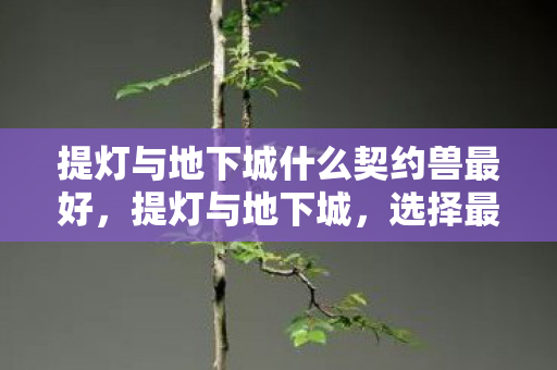 提灯与地下城什么契约兽最好，提灯与地下城，选择最佳契约兽的策略指南