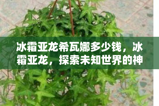 冰霜亚龙希瓦娜多少钱，冰霜亚龙，探索未知世界的神秘生物