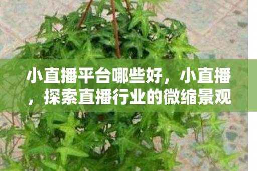 小直播平台哪些好，小直播，探索直播行业的微缩景观