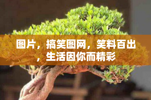 图片，搞笑图网，笑料百出，生活因你而精彩