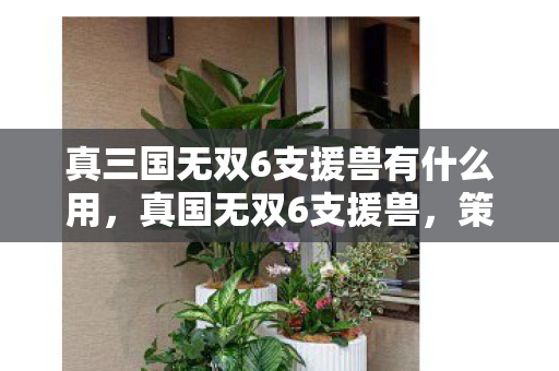 真三国无双6支援兽有什么用，真国无双6支援兽，策略与力量的完美结合