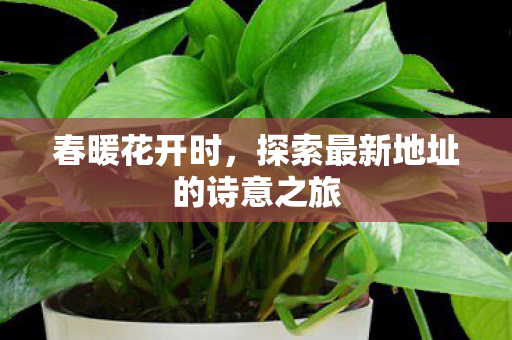 春暖花开时，探索最新地址的诗意之旅
