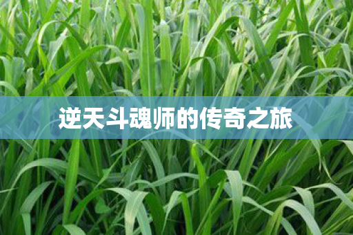 逆天斗魂师的传奇之旅
