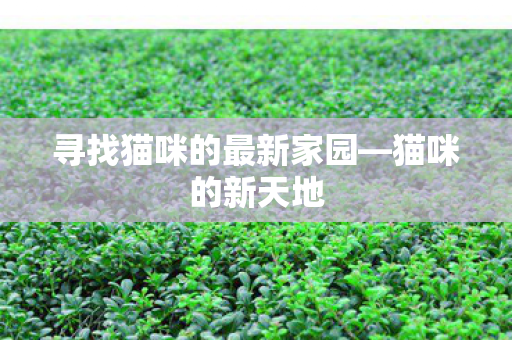 寻找猫咪的最新家园—猫咪的新天地