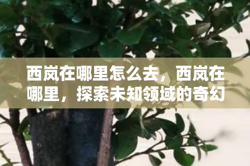 西岚在哪里怎么去，西岚在哪里，探索未知领域的奇幻之旅