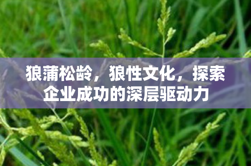 狼蒲松龄，狼性文化，探索企业成功的深层驱动力