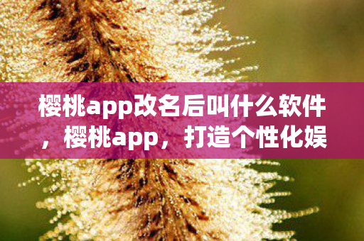 樱桃app改名后叫什么软件，樱桃app，打造个性化娱乐新体验
