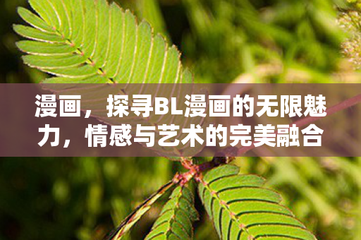 漫画，探寻BL漫画的无限魅力，情感与艺术的完美融合