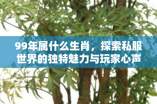 99年属什么生肖，探索私服世界的独特魅力与玩家心声